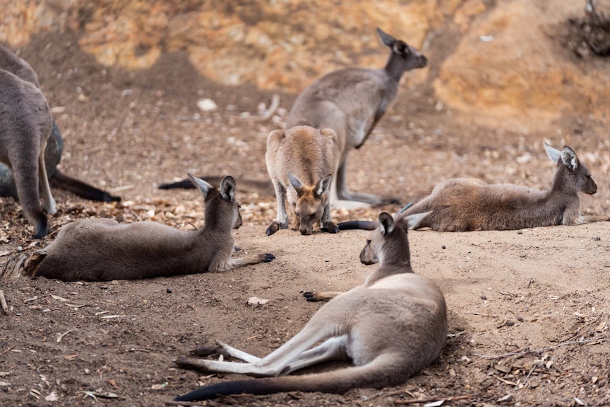 Several kangaroos in a dry paddock.