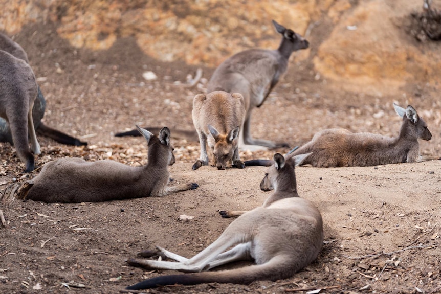 A kangaroo hops through the inside of a country style pub