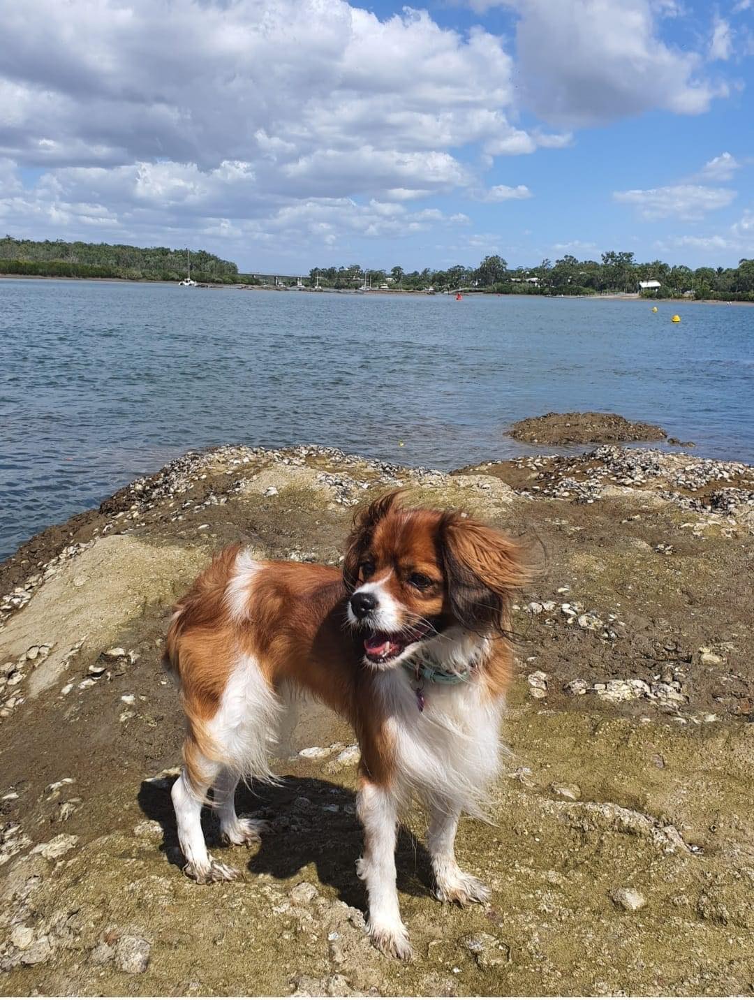 A small brown and white dog standing on a rocky foreshore, with water visible in the background