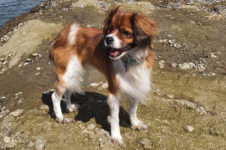 A small brown and white dog standing on a rocky foreshore, with water visible in the background