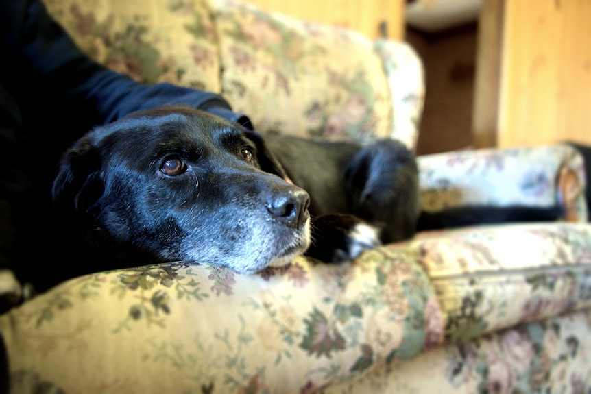 A dog rests on a couch.