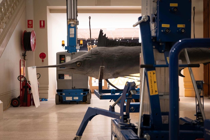 A taxidermy marlin sits on a forklift