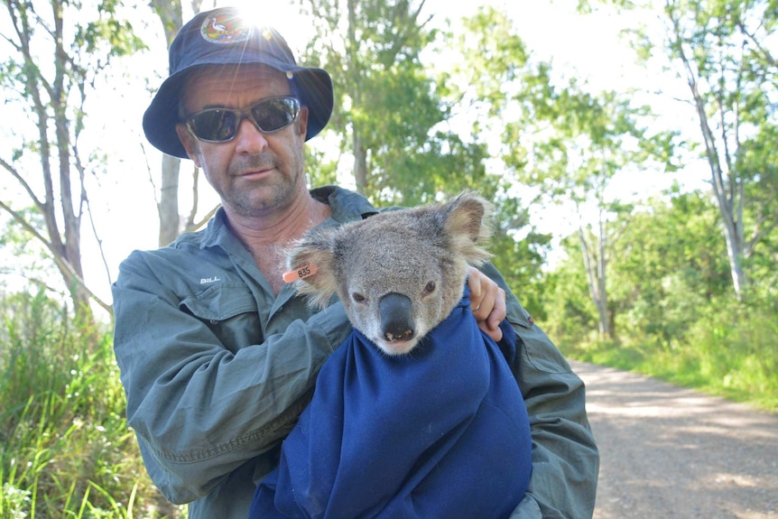 A man in khaki shirt and bucket hat holds a koala wrapped in a blanket with a tagged ear, by a roadside in a forest.