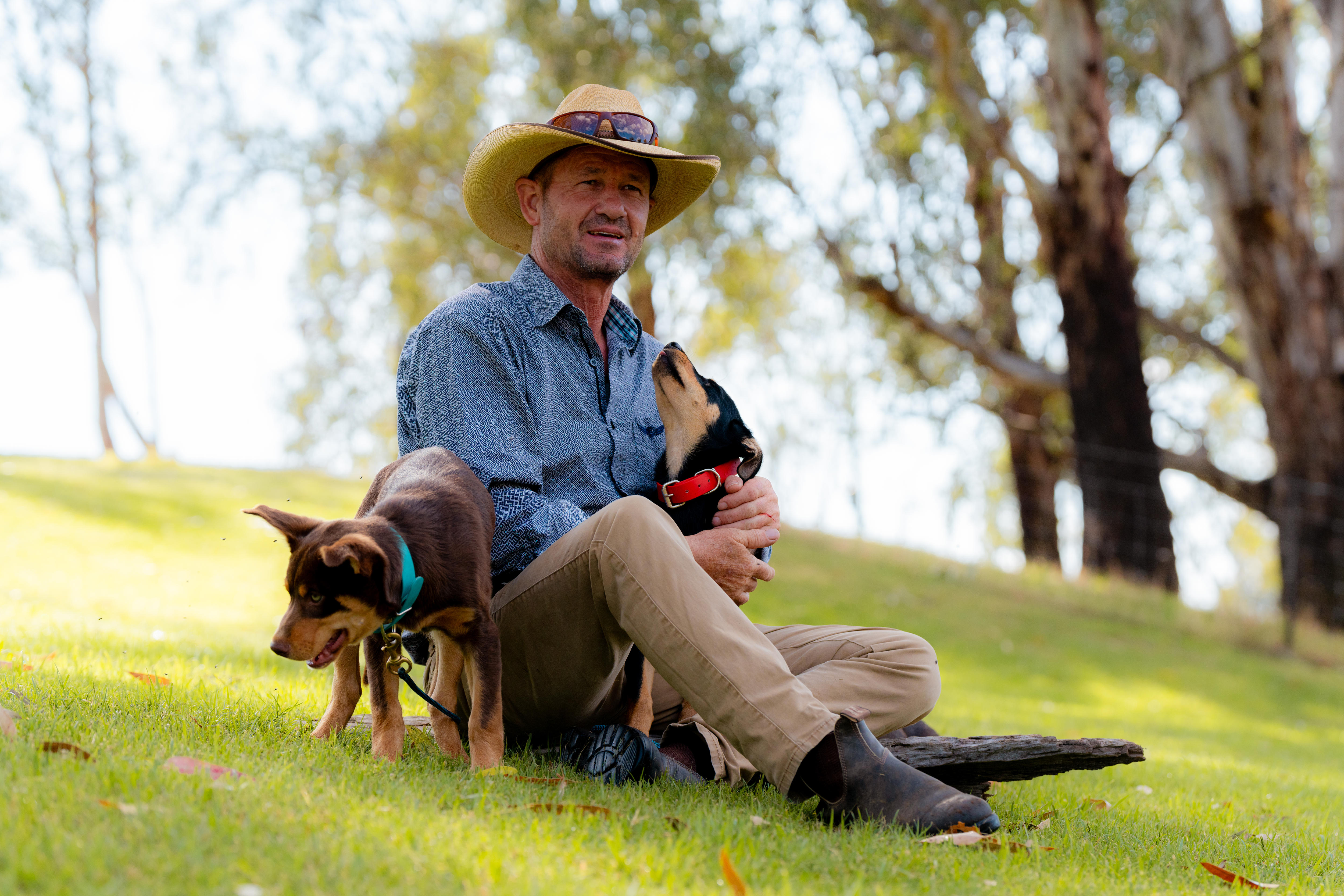 Um homem sentado em uma colina com dois cachorrinhos Kelpie.