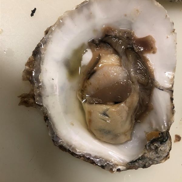Photo of a fresh oyster
