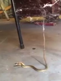 A snake is caught in a redback spider's web in the WA town of Kalgoorlie.