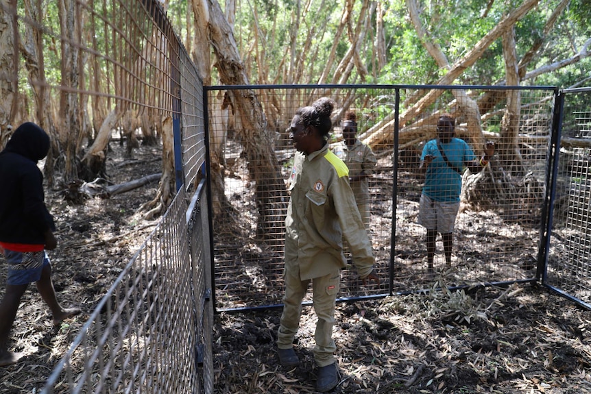 The junior rangers help construct pig traps as part of the Learning on Country Program and a CSIRO project. 