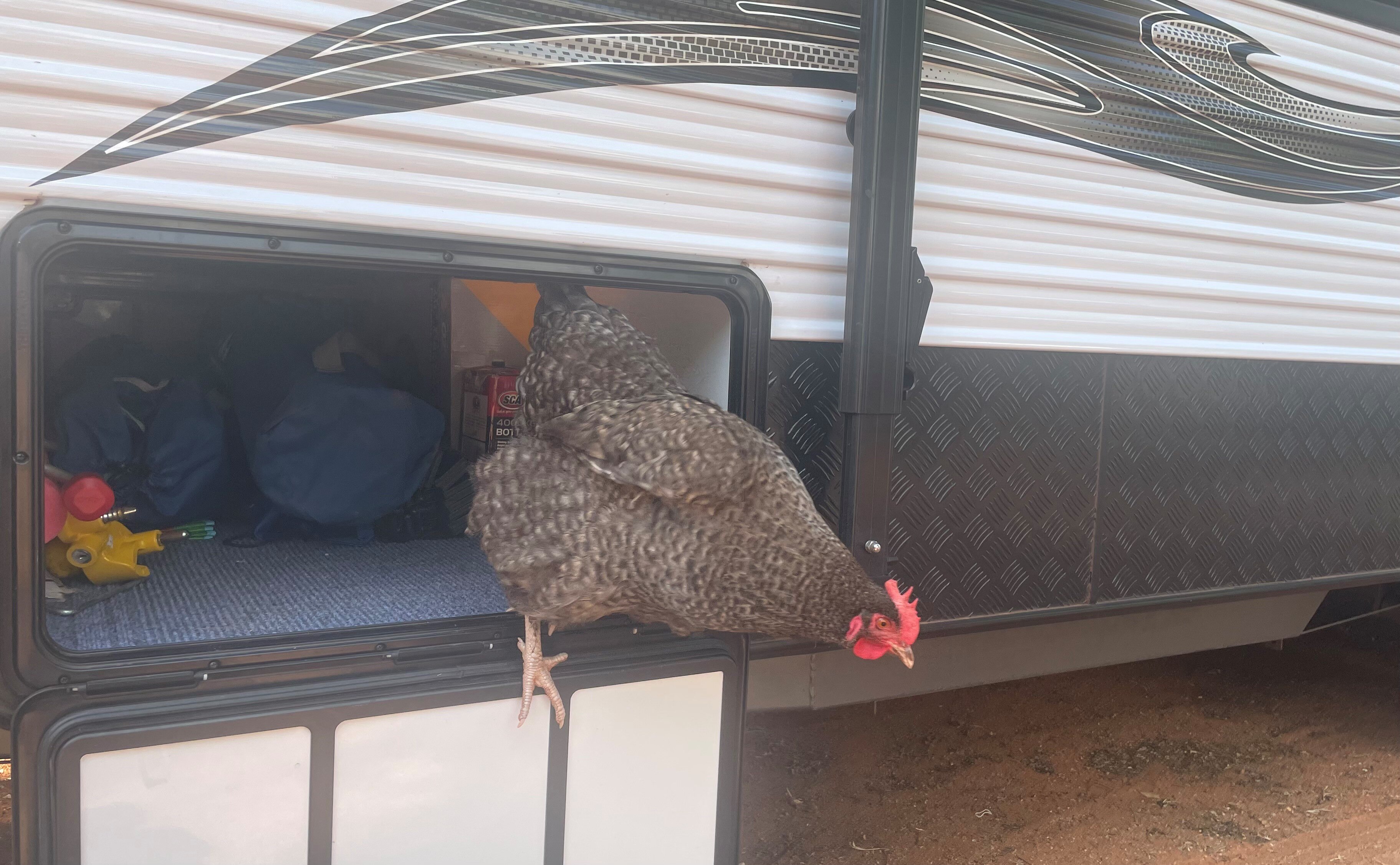 A chicken coming out of a caravan
