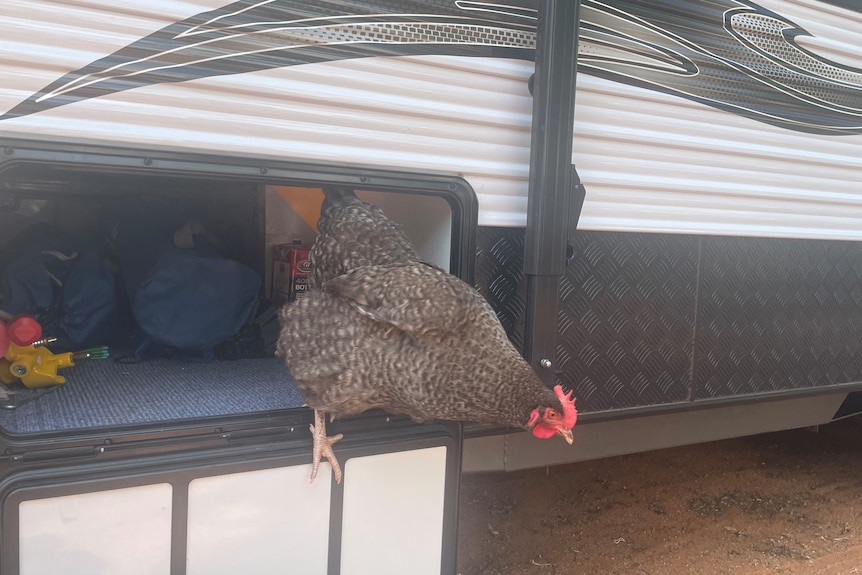 A chicken coming out of a caravan