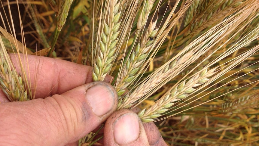Close up of male farmer hands holding a bunch of barley heads, fanned out