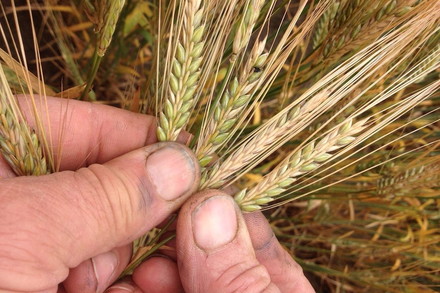 Close up of male farmer hands holding a bunch of barley heads, fanned out