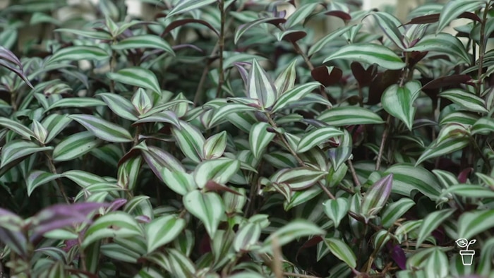 Green and purple variegated leaves of an indoor plant.