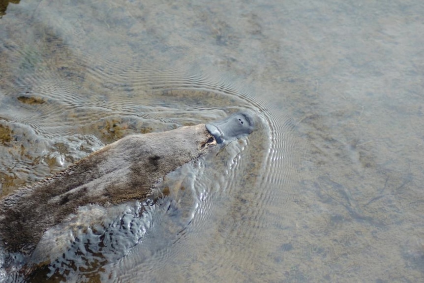 A platypus swimming in water.