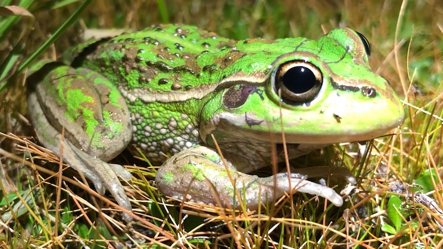 A Southern Bell Frog under torchlight.