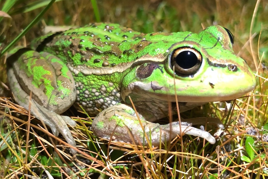 A Southern Bell Frog under torchlight.