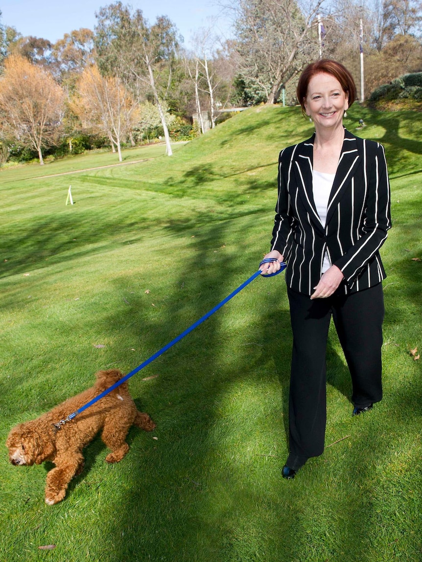 Former Australian prime minister Julia Gillard walks her Cavoodle, Reuben.