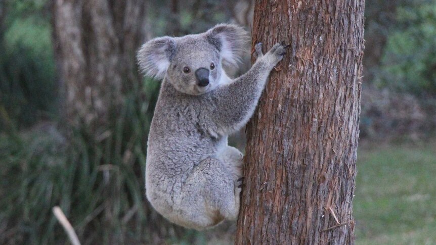 Koala in Port Macquarie