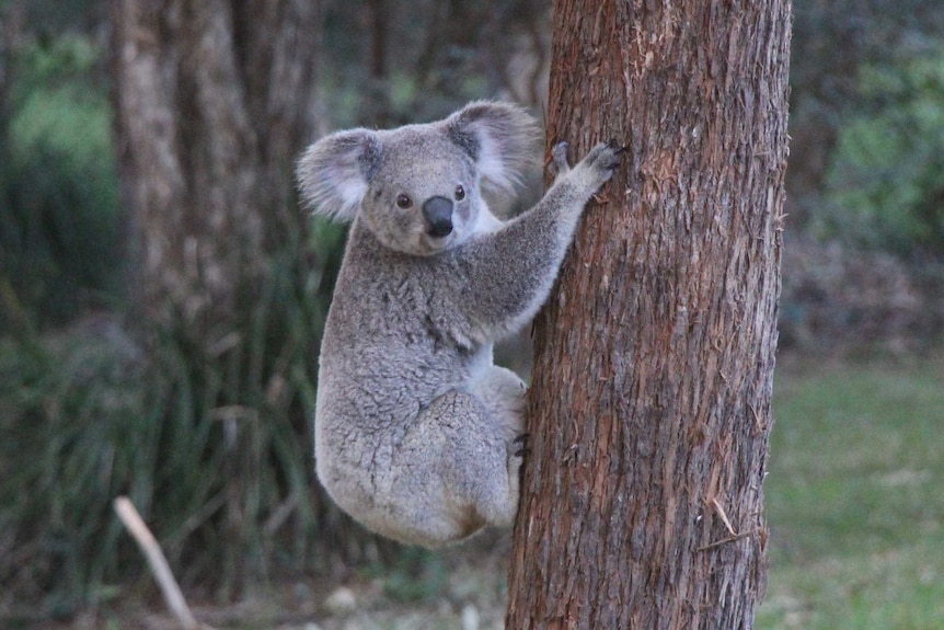 A cute koala climbs the side of a tree.