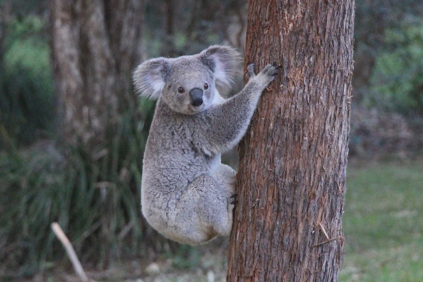 A koala in a tree