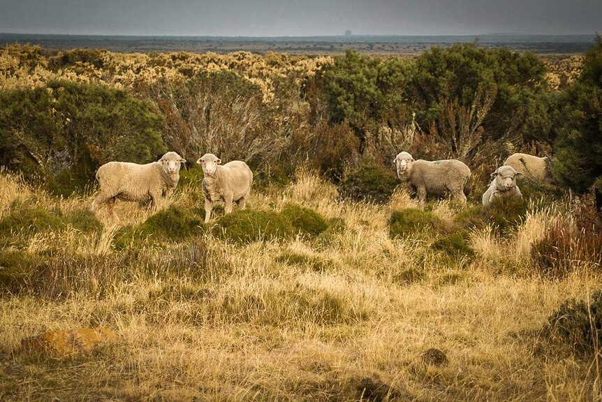 Sheep graze among the flammable kerosene bushes on the Central Plateau.