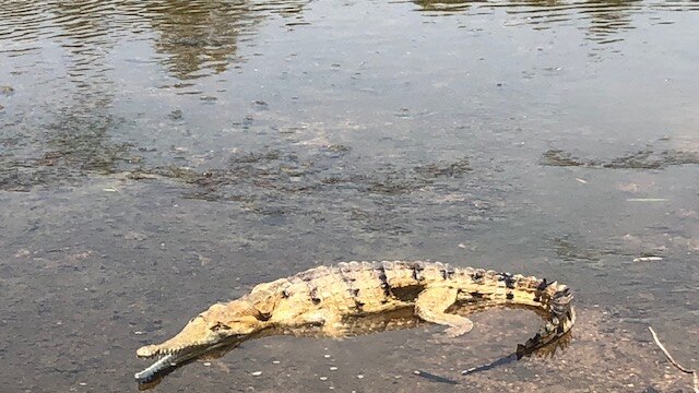 Freshwater crocodile was released into the Fitzroy River after being apprehended by police.