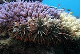 刺冠海星的有毒倒钩包覆在一块珊瑚礁上。
