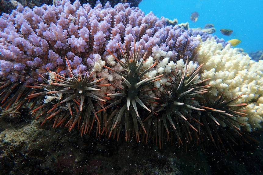 Orange-tipped spikes protrude from a number of starfish sitting on white and purple coral.