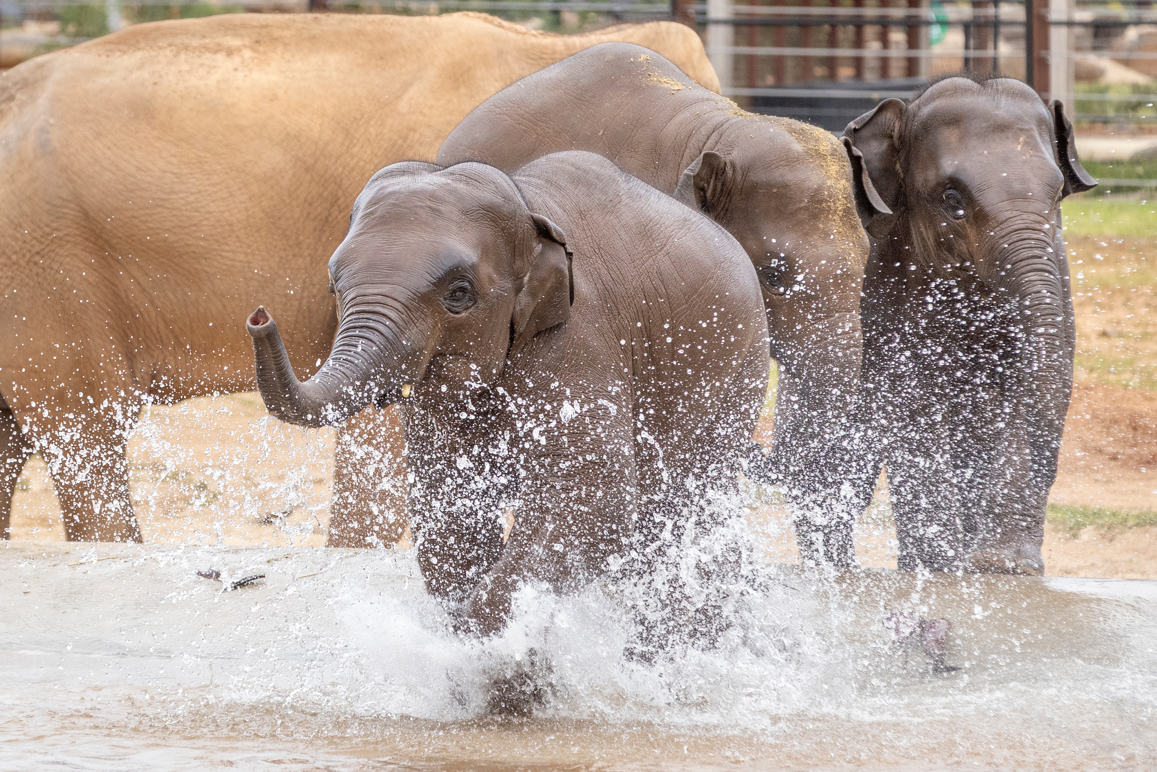 A small elephant with water droplets rising all around it with more young elephants behind it.