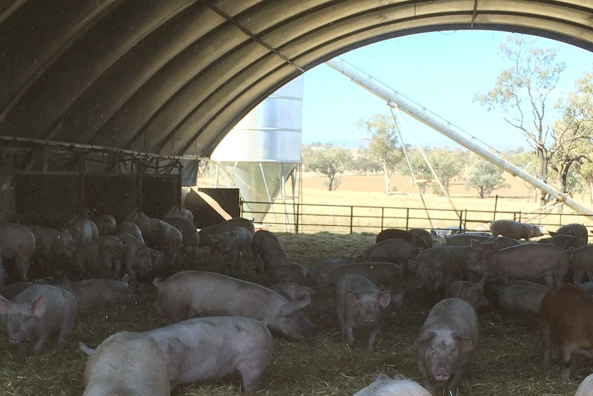 Dozens of pigs on straw in an open-ended shed