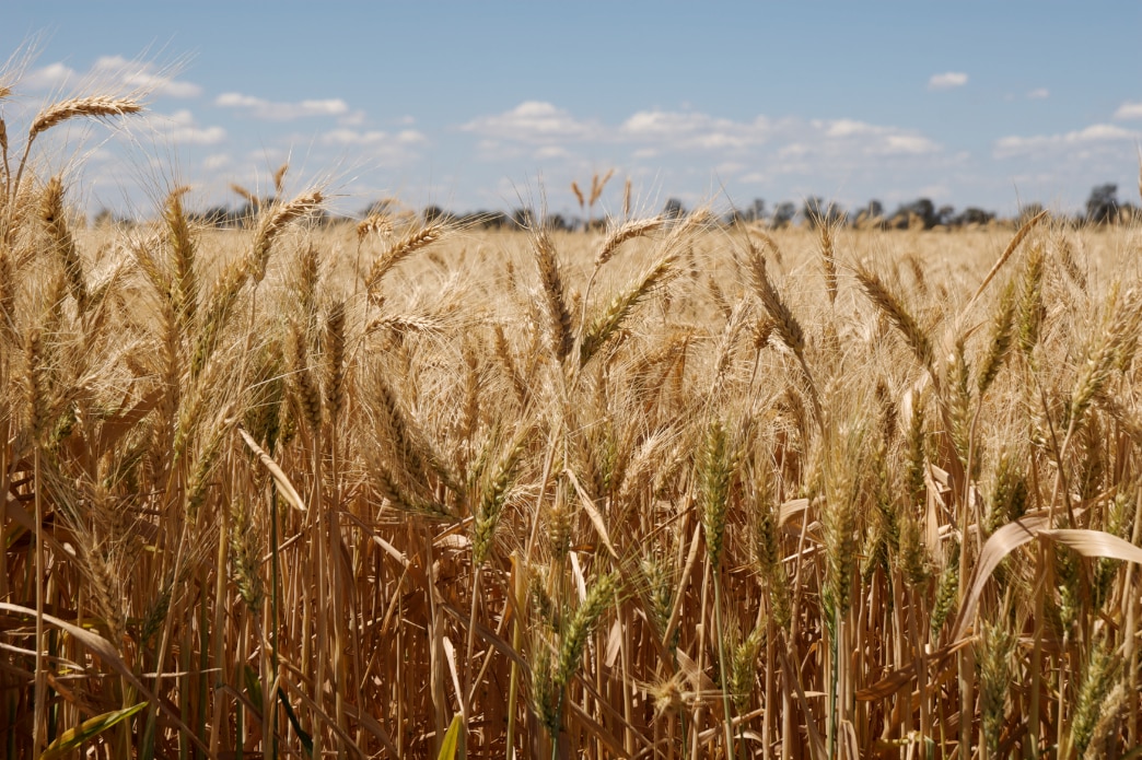 Mildura-Swan Hill and Wimmera local news briefing