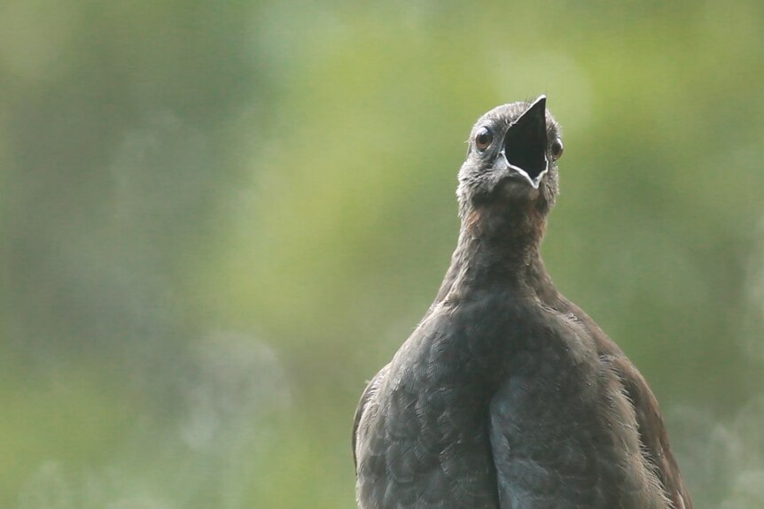 A lyrebird opens its mouth to sing in the forest.