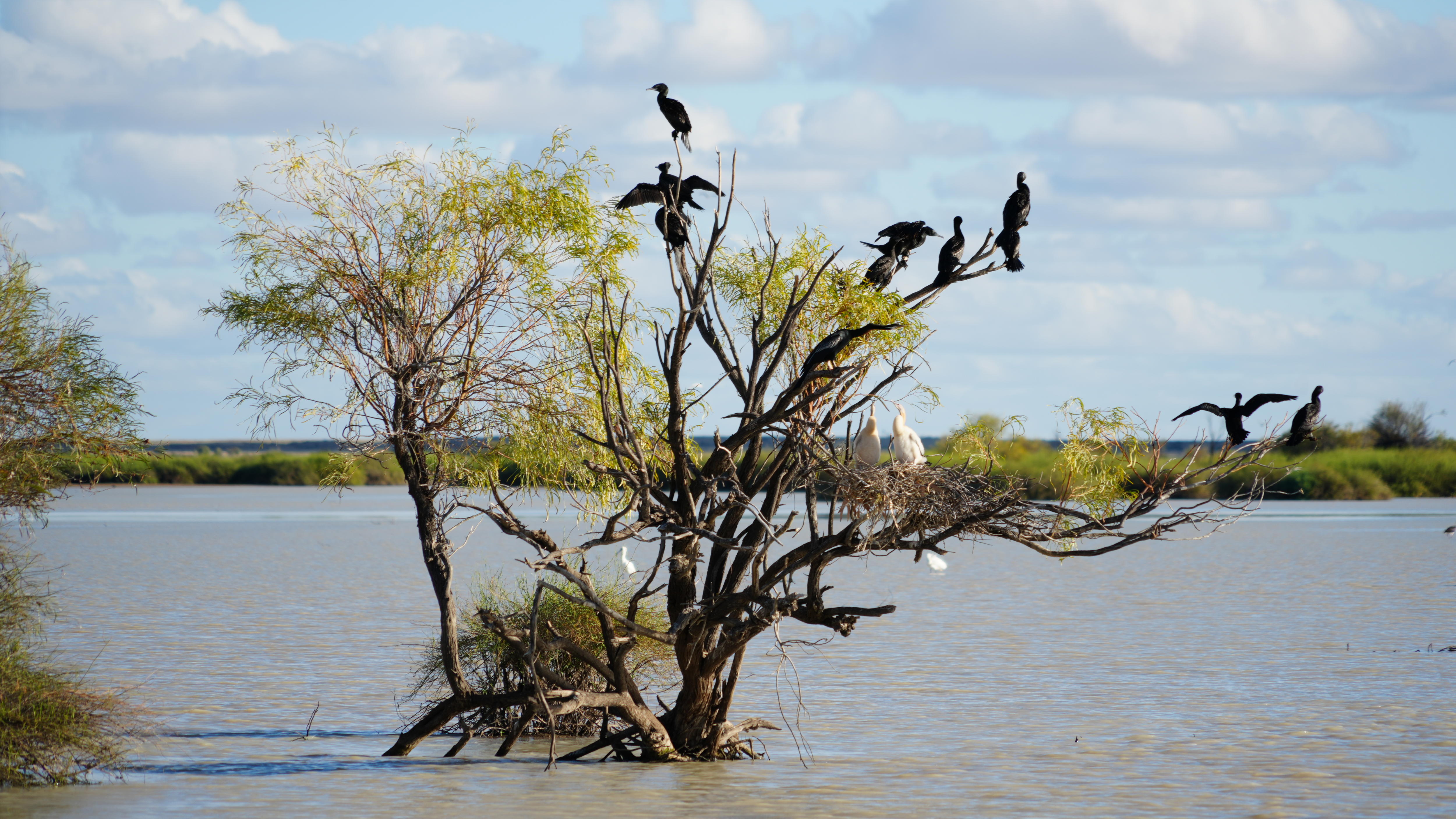 A flock of birds roost on a tree sticking out from a floodplain lake in the outback.