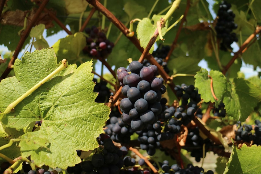 a grape of red wine grapes hang from a vine