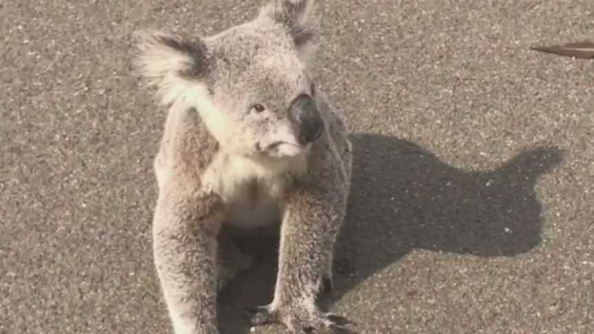Koalas seek refuge from fires in Sydney suburbs