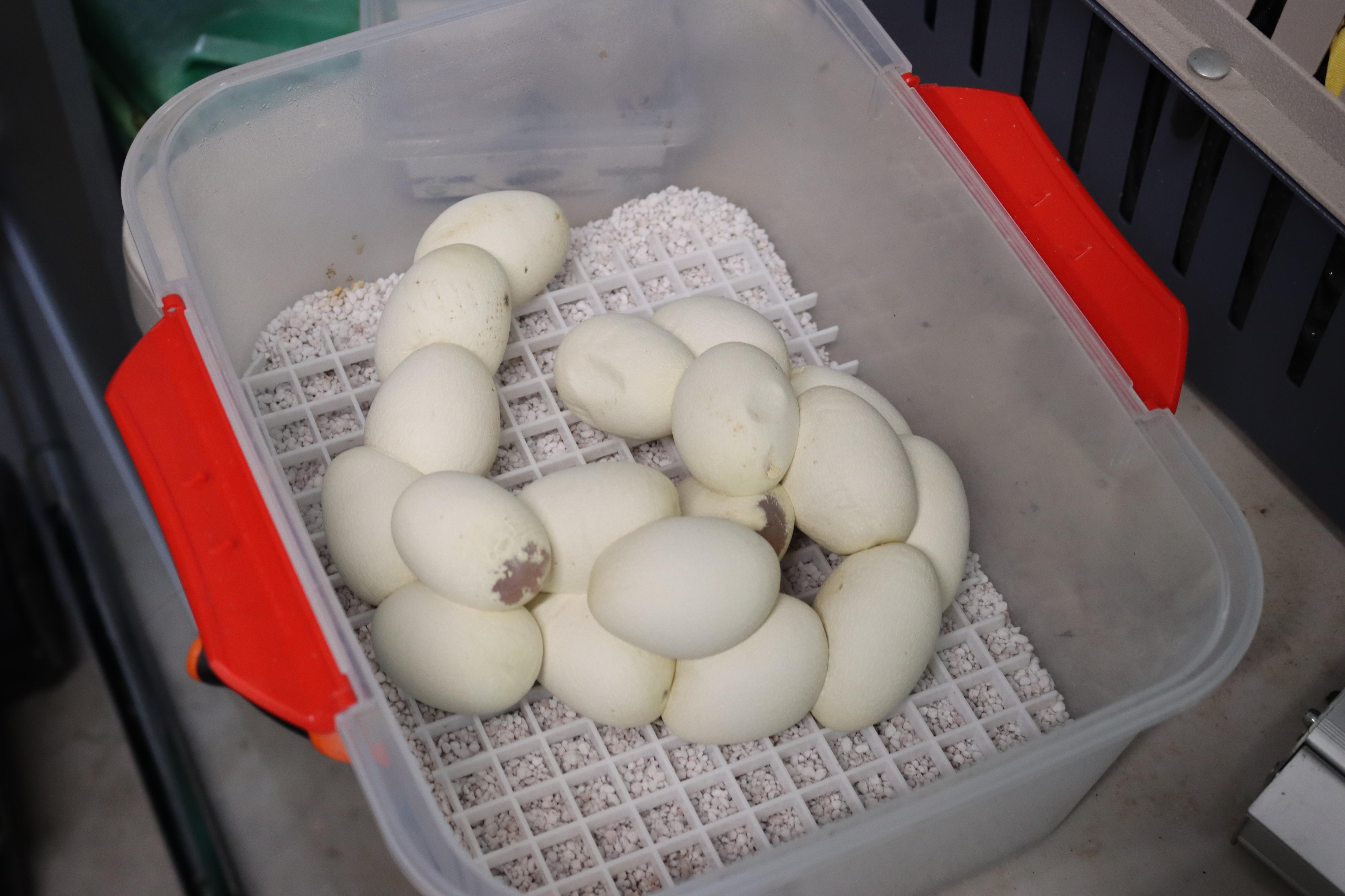 Sunshine Coast Woman Fined 20 000 For Illegally Keeping Reptiles And