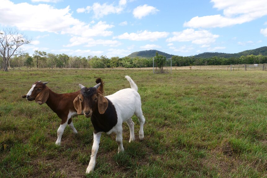 two goats walking towards camera in a paddock with mountains behind them