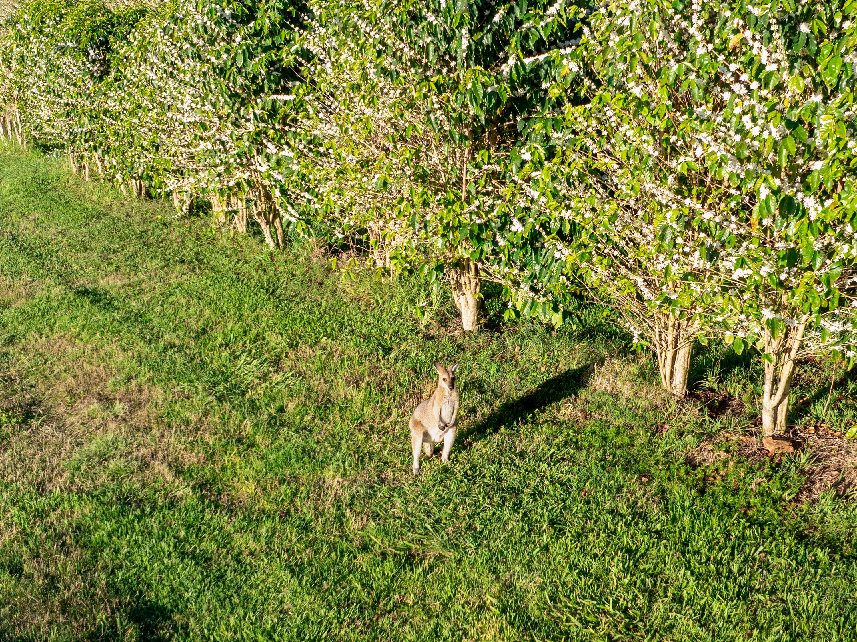 Un ualabí se encuentra junto a un cafeto con flores blancas. 