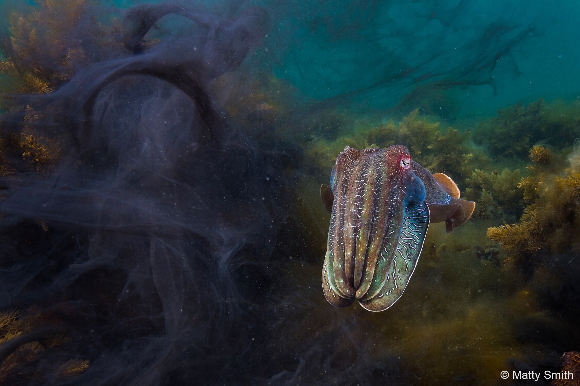 A cuttlefish looking directly at the lens next to a cloud of ink.