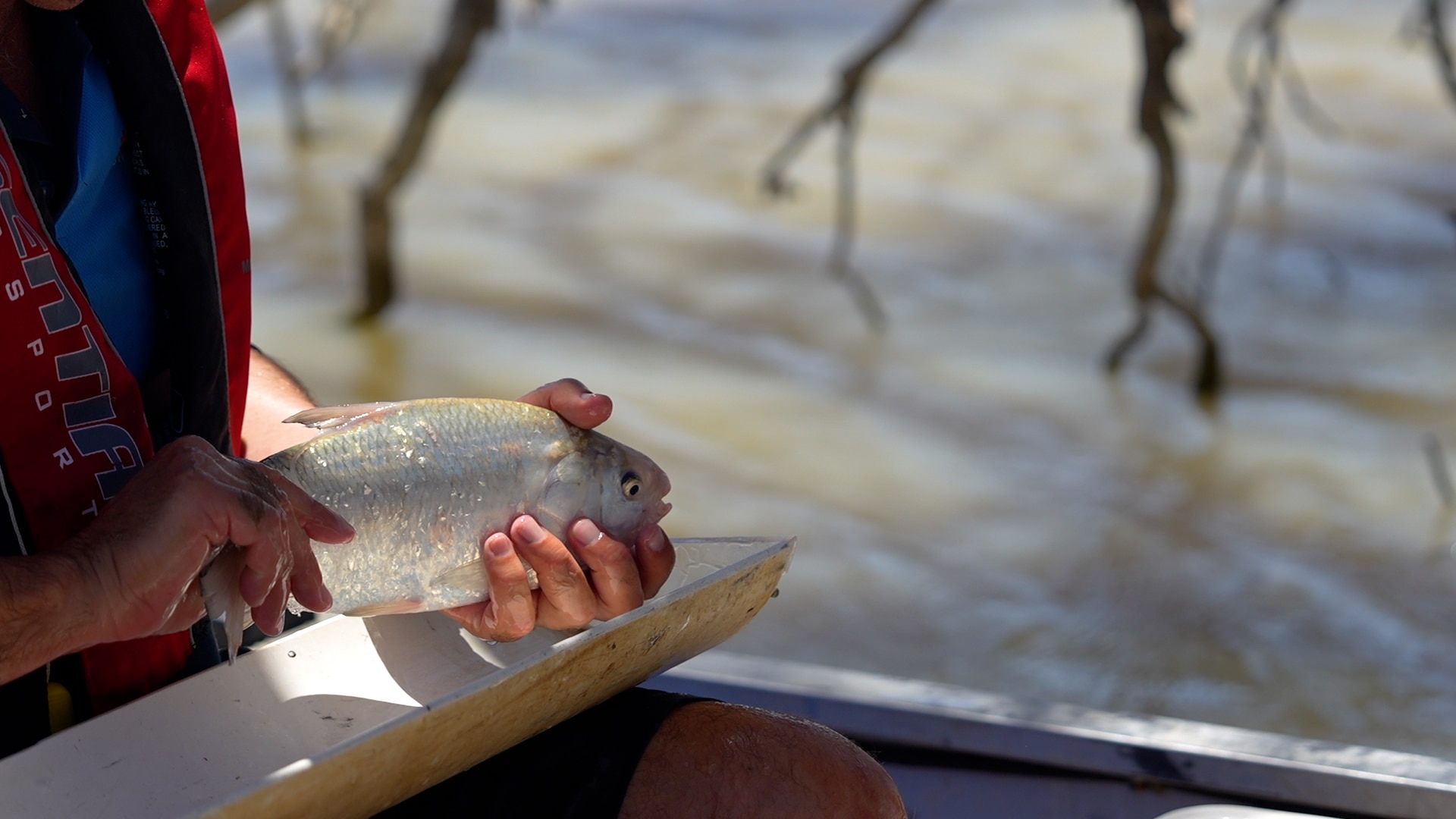 Um arenque ósseo nas mãos de um funcionário da NSW DPIRD Fisheries em Menindee Lakes