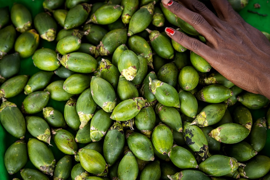 A woman's hand with red nail polish rests on a pile of shiny green betel nuts