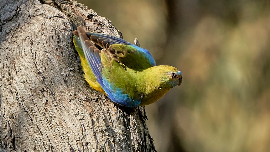 A blue and green parrot sits on a tree branch