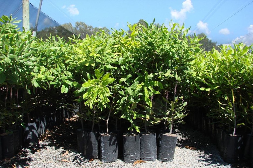 Young macadamia trees in a nursery.