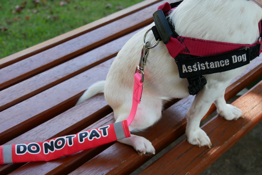 A close-up of a little white dog with labels on its harness that say "do not pat" and "assistance dog". 
