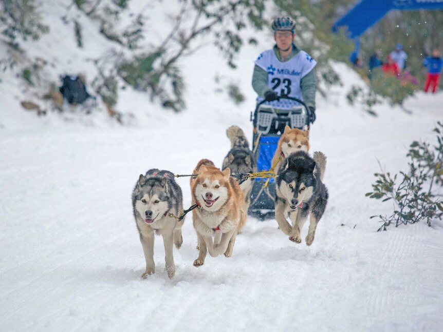 Alpine dogs compete in a sled race at Mount Buller.
