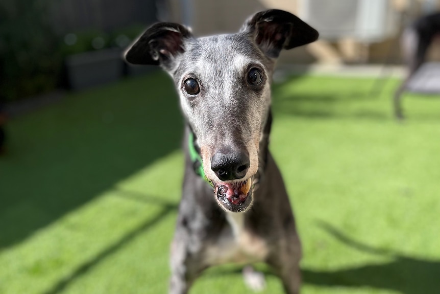 A greyhound standing on grass.