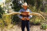 Man in Akubra hat holding a set of large bullock horns mounted on a timber plaque.