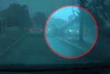A still frame taken from dashcam footage showing when a big tree fell onto a car in a storm, with the incident circled in red.