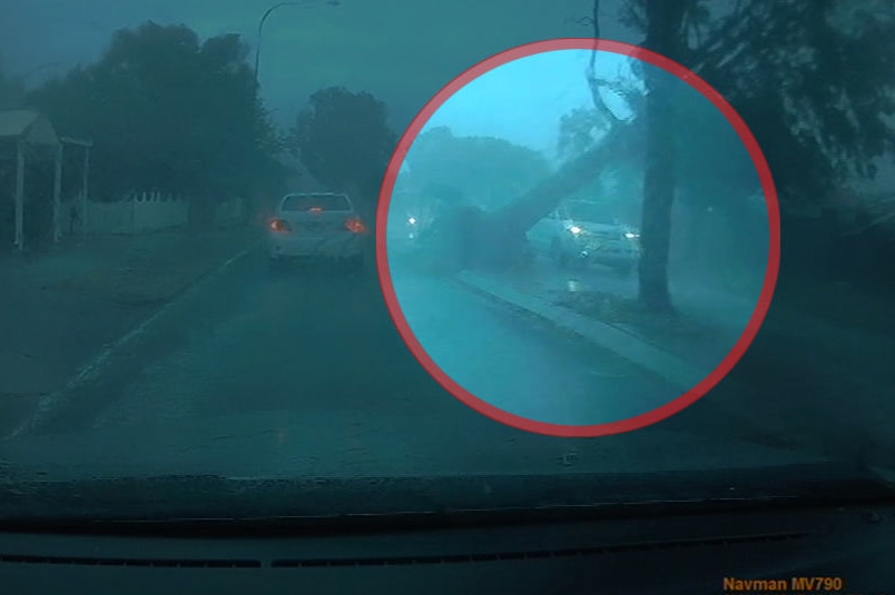 A still frame taken from dashcam footage showing when a big tree fell onto a car in a storm, with the incident circled in red.