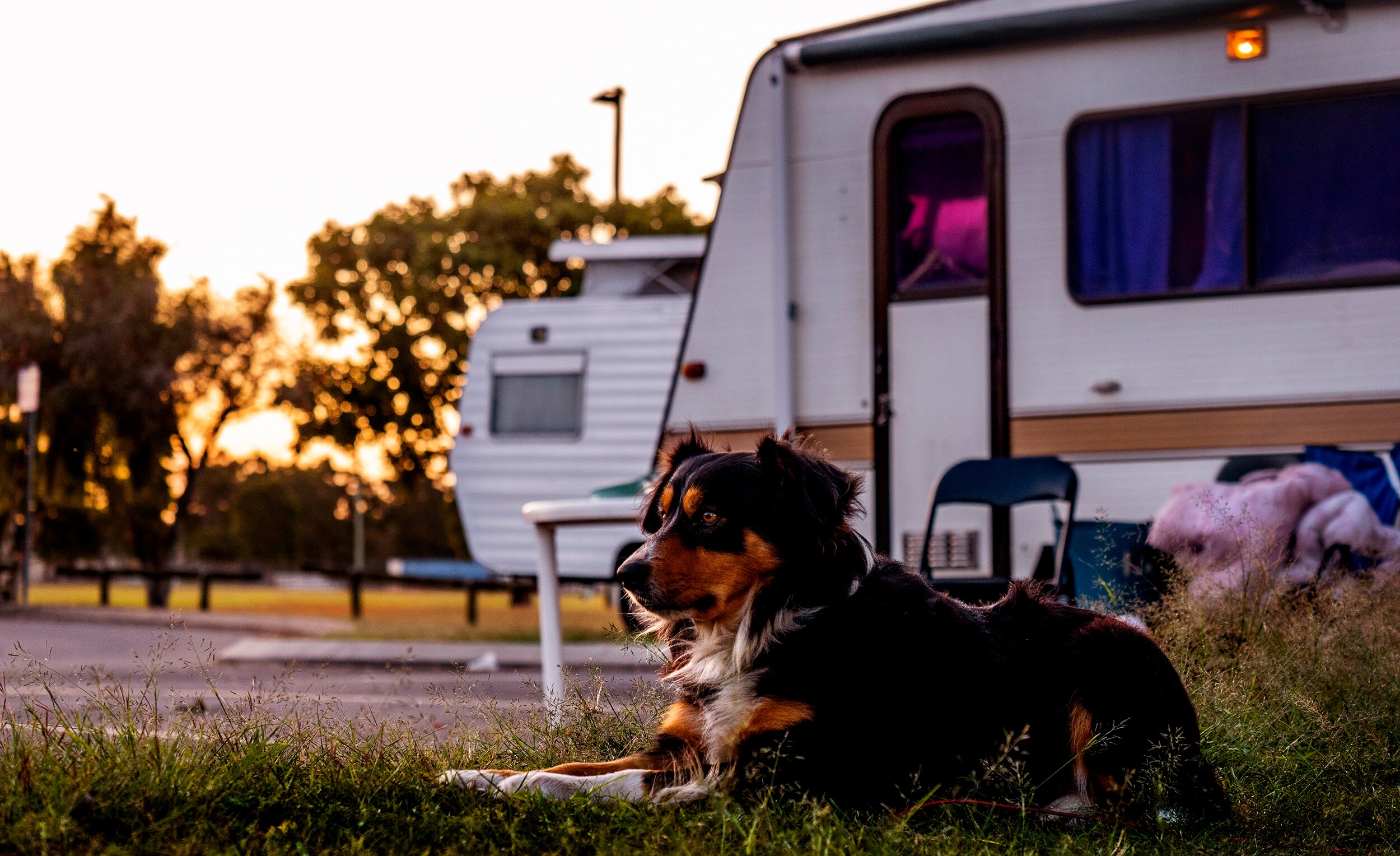 A dog lays by a caravan as the sun sets.