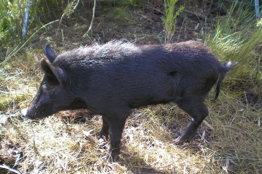 A feral pig on land in WA's south west